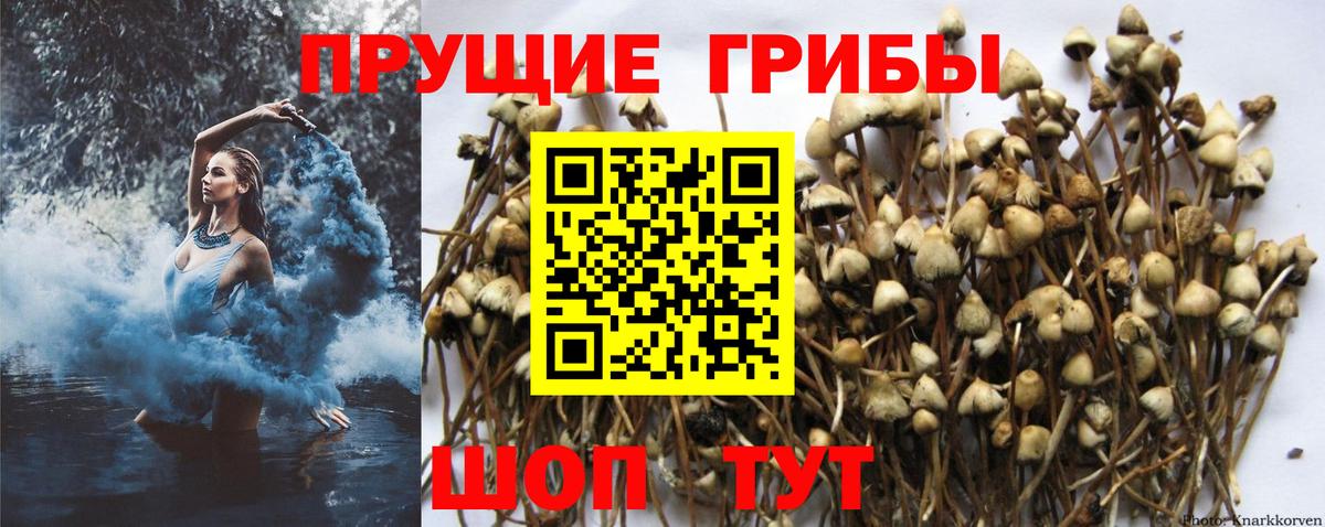 Ульяновск  Галлюциногенные грибы ЛСД  Вход с VPN 